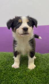Border collie imported bloodline pedigree