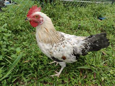 Ayam hutan