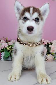 Wooly Husky