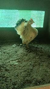 ayam serama