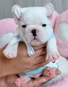 FRENCH BULLDOG PUPPIES VIP21🌻Cute Puppy Boy~Girl