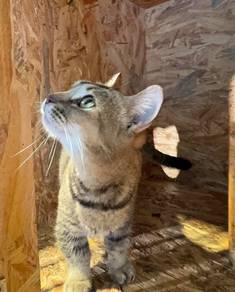 Munchkin Gold Tabby Pure Breed (Promo)