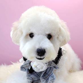 Maltipoo