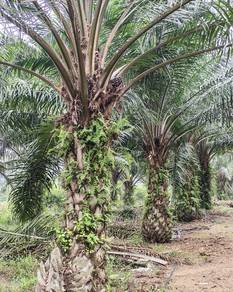 Agricultural Land in Parit Jawa, JHR