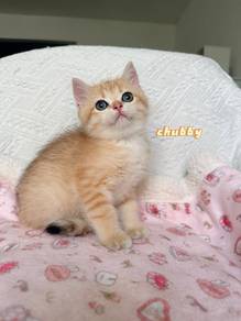 BSH golden