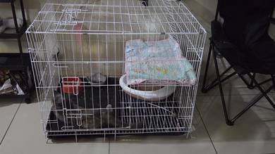 British Shorthair (BSH) + Exotic Mix