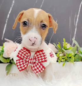Jack Russell