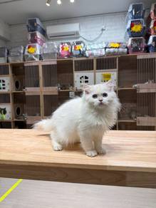 golden point British long hair cat kitten