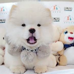 Chow Chow
