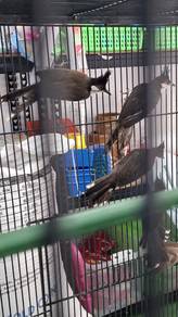 Burung jambul