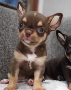 CHIHUAHUA PUPPIES CH271🌷 Head Apple Boy-Girl