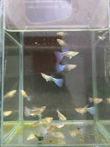 Guppy Murah SEPPPUULLLOOOHHH