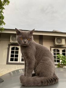 BSH For Rehome