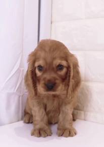 J0154 English Cocker Spaniel Wavy Coat Puppy