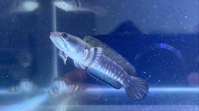Ikan Channa Fish Blue Pulchra 4 inch
