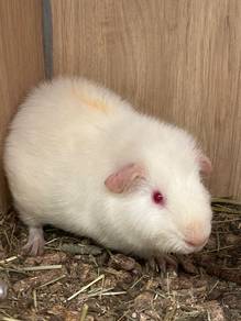 Teddy Guinea pig for sale