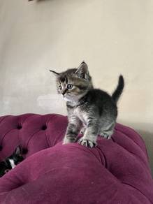 British Shorthair kitten