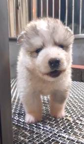 Wooly husky quality