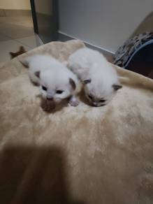 Siamese Balinase Kitten