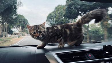 Kitten Marble Tabby