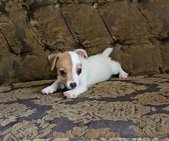 Jack Russell