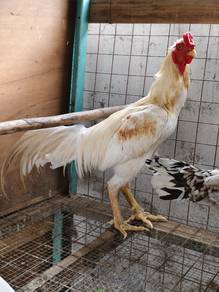 ayam 