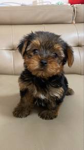 pure Yorkshire terrier