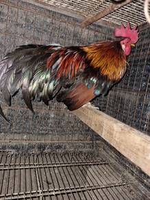 ayam hutan pikat 2ekor ni dilepaskan