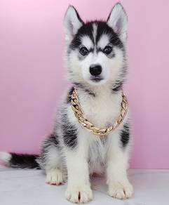 Husky