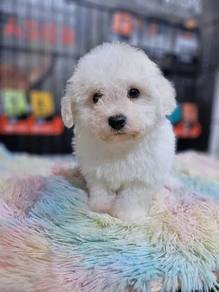 Tiny Bichon cute white fluffy curly teddy bear pup