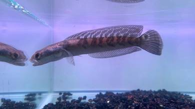 Ikan Channa Maru Fish Yellow Sentarum 5.5 (YS4-2)