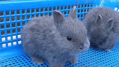 netherland dwarf