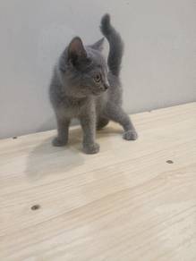 BSH Kitten Male