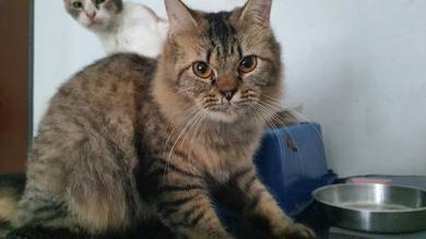Female Cat Mix 