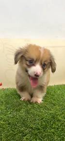 Welsh corgi looooong hair