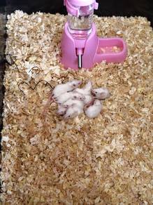 mice