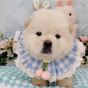 Chow Chow