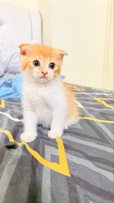 ReHome BSH mix Scottish