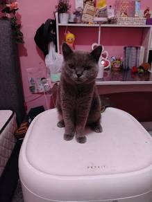 Bsh and barang kucing nak letgo