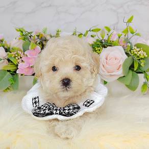 Toy Poodle