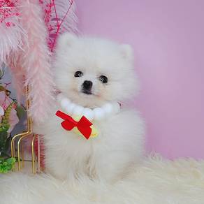 Pomeranian