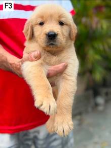 Golden puppies15