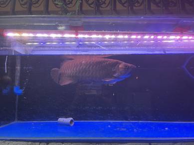 arowana semi 1ft 