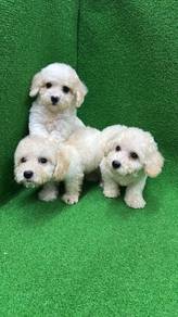 Pure Breed Short Legs Poodle (2M1F) 纯种短腿泰迪 贵宾