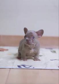 French Bulldog Puppy - Male 12