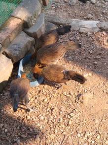 ayam hutan