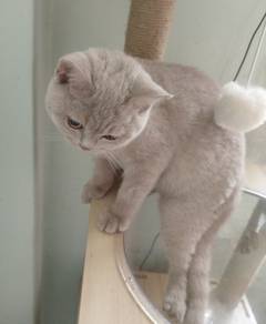 BSH lilac male 4 months