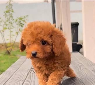 Cavapoo1
