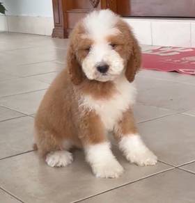 Giant Poodle