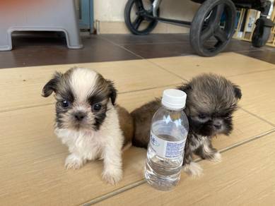 shih Tzu